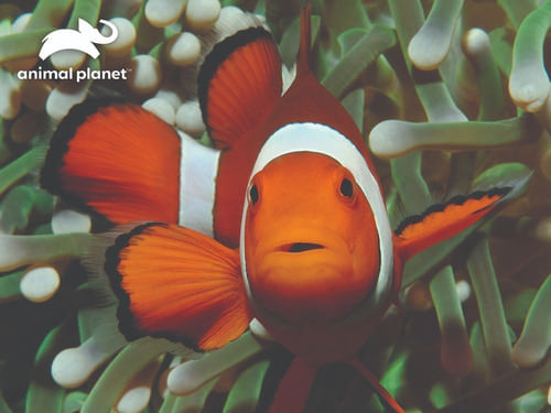 974445-MLA74632886825_022024